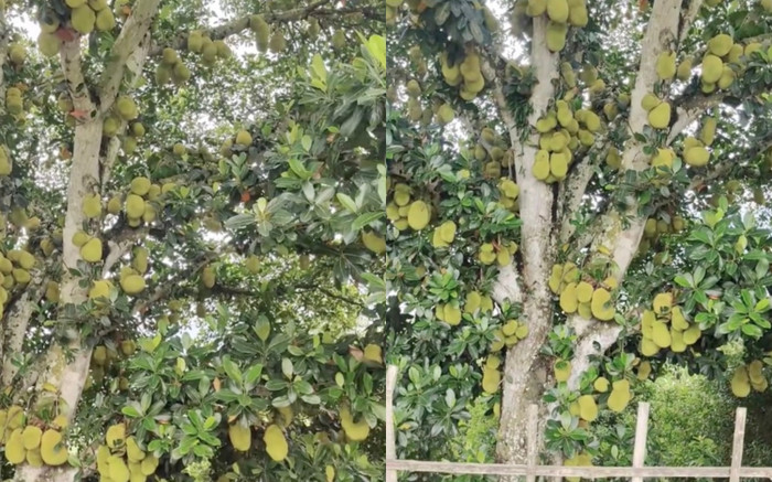 Độc lạ: Cây mít 'vỡ kế hoạch' ra trái nhiều nhất Việt Nam, hái quả chín không biết tìm ở đâu Ảnh 2