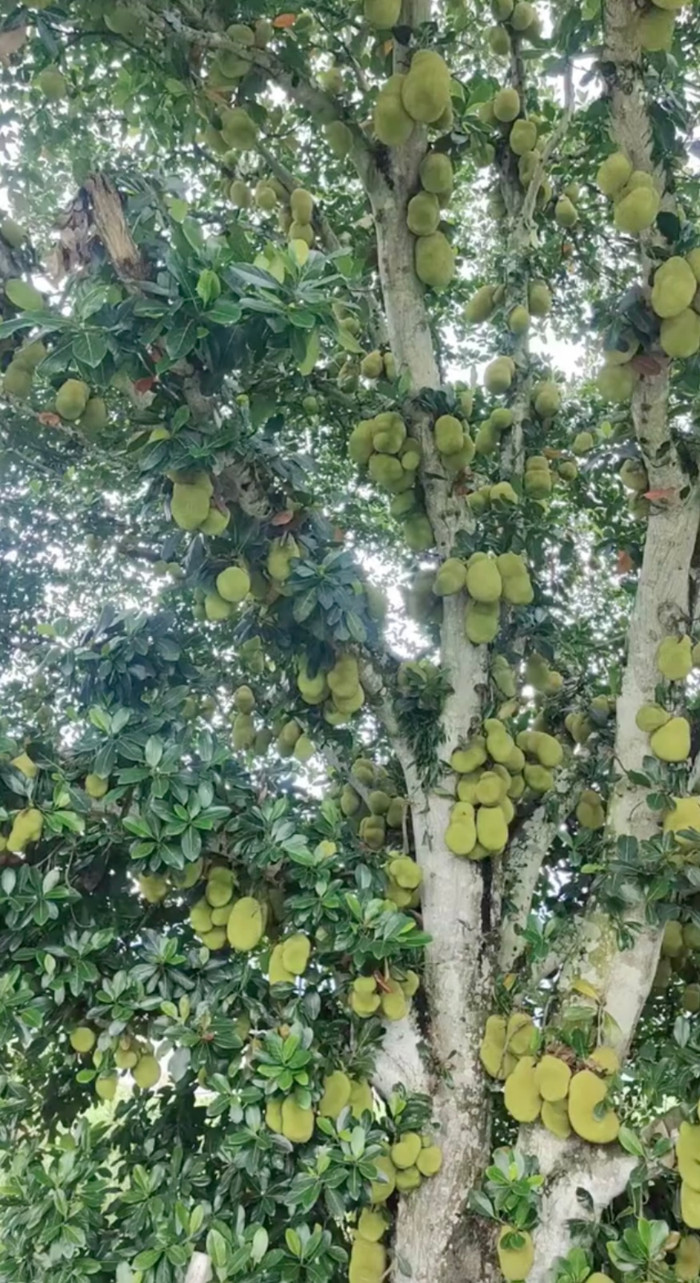 Một số người cũng hài hước trêu đùa rằng cây mít này “vỡ kế hoạch” nên mới ra trái nhiều đến vậy.