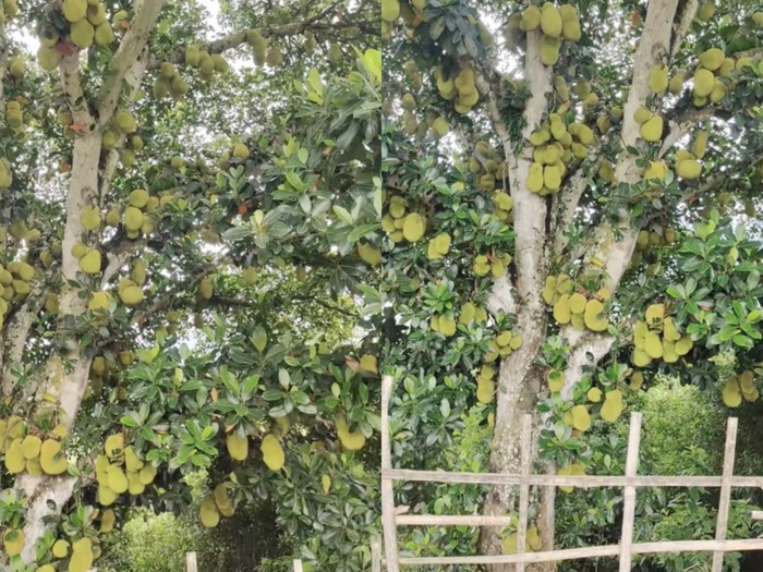 Cây mít này có chiều cao ước tính khoảng 10m, và số lượng quả trên cây thì vô cùng 'khủng', nhiều đến mức không thể đếm xuể. 