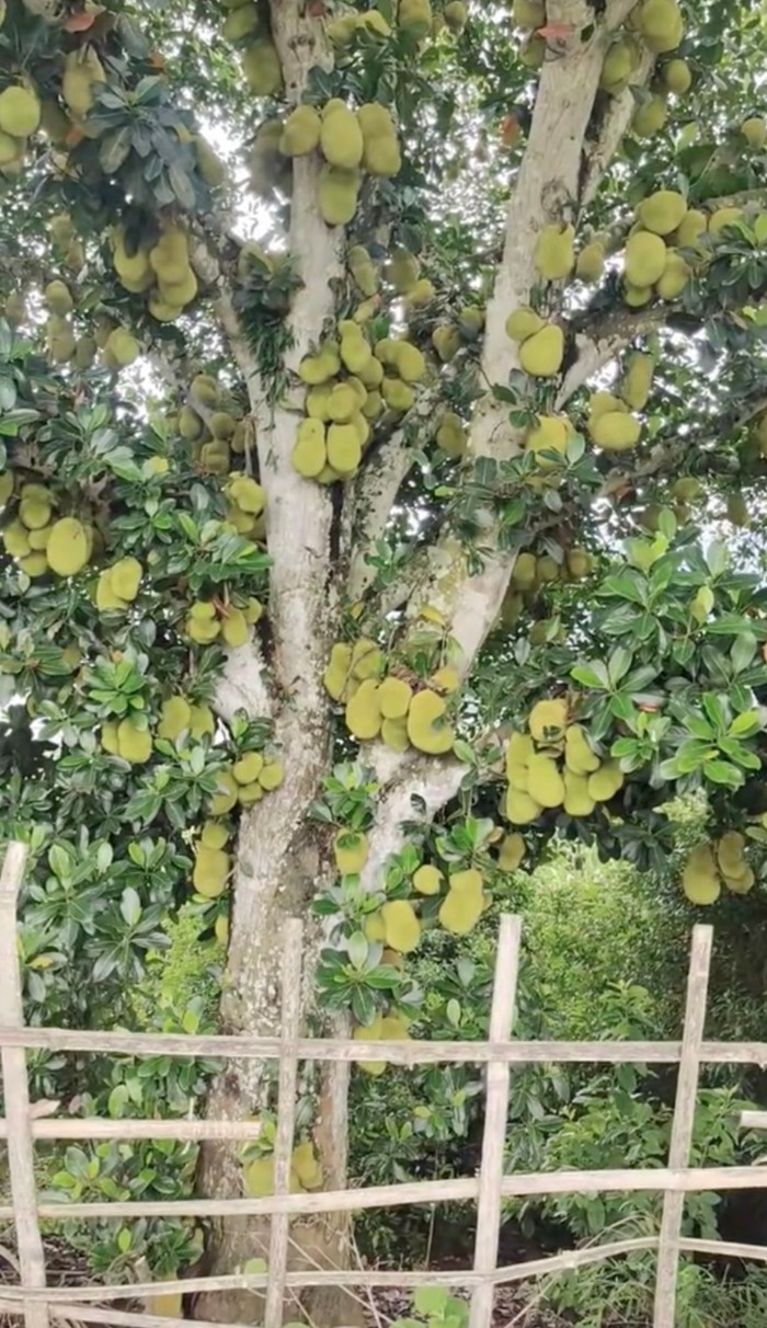 Số lượng quả quá nhiều khiến nhiều người lo ngại rằng khi mít chín sẽ tỏa mùi thơm nồng nặc nhưng chủ nhân lại không biết quả nào đã đủ độ để hái.