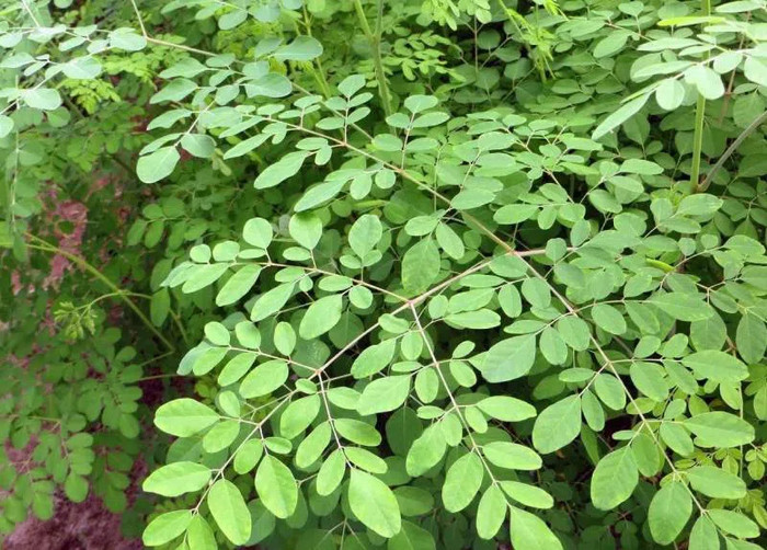  Cây chùm ngây còn có tên ba đậu dại