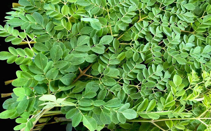 Loại rau xưa mọc dại không ai ăn, giờ thành đặc sản được dân thành phố mê mệt, 100.000 đồng/kg Ảnh 2