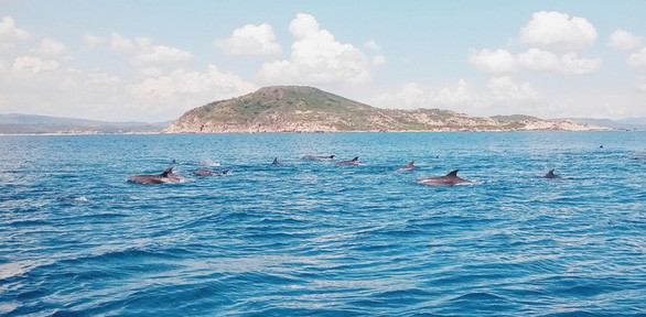 Đôi lúc có những đàn cá heo bơi lội, nô đùa cùng du khách, như chào mời đến xứ sở cổ tích xa xăm. Ảnh: Bùi Ngọc Lương