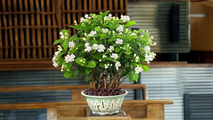 Chăm sóc cho cây hoa nhài nở rộ hoa không phải ai cũng biết cách