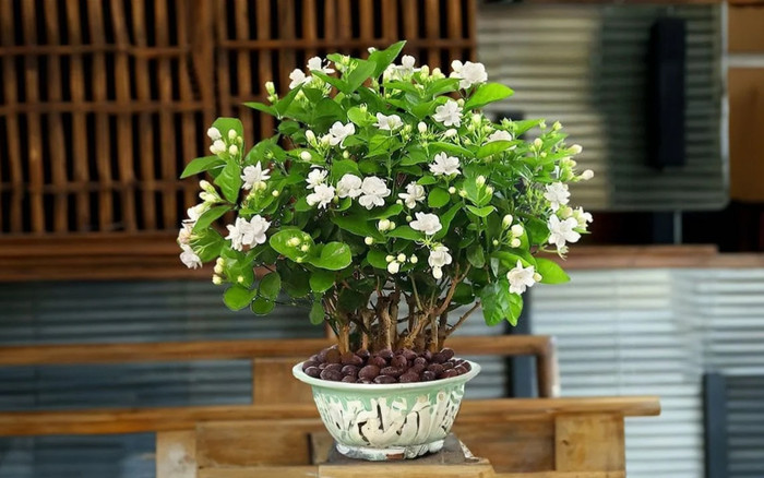 Muốn cây nhài nở hoa trắng và thơm hương ngào ngạt, chỉ cần tưới ngay 2 loại nước này Ảnh 2