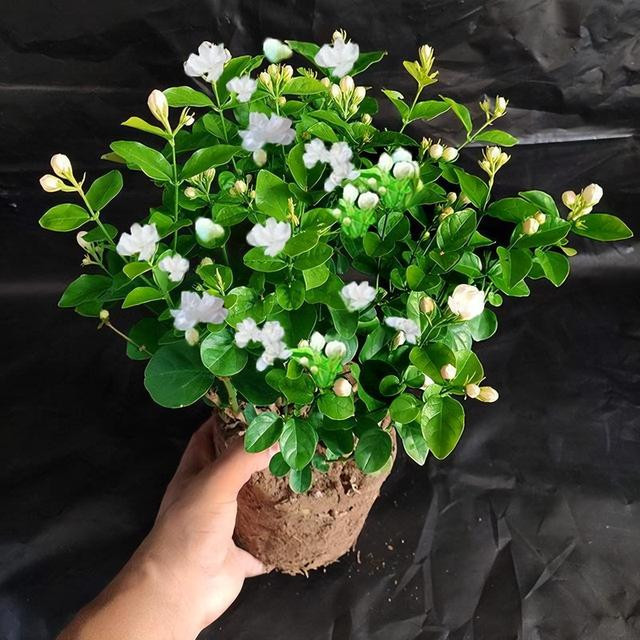 Hoa nhài là loài cây nhận được rất nhiều sự yêu thích