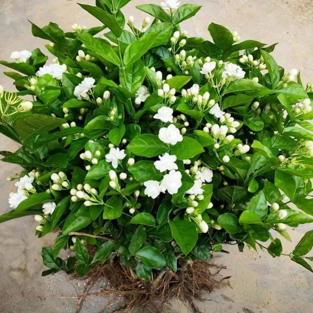 Bên cạnh việc tưới nước, chúng ta cần bón phân và cắt tỉa cành đều đặn