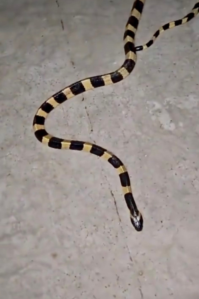 Nhận thấy mối nguy hại, người đàn ông trong nhà đã bình tĩnh tìm cách đuổi con rắn ra ngoài.