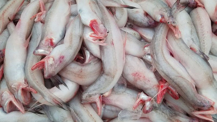 Cá khoai có thân hình tròn, phần đầu khá nhỏ nhưng miệng tương đối lớn, phần lưng có vây dài