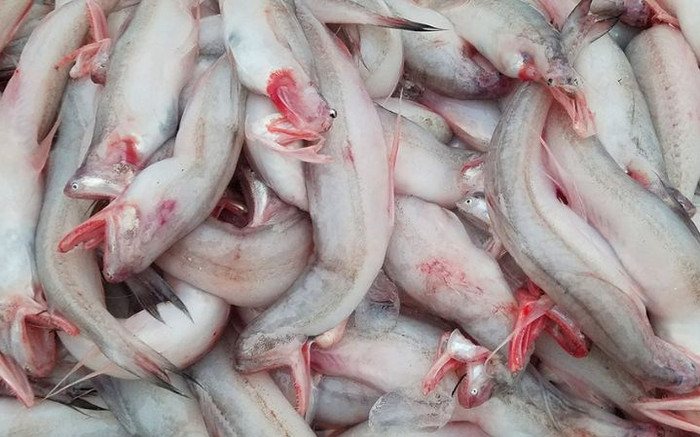 Loại cá xưa đầy ít ai biết, giờ thành đặc sản được lùng mua ráo riết vì lạ, 250.000 đồng/kg Ảnh 2