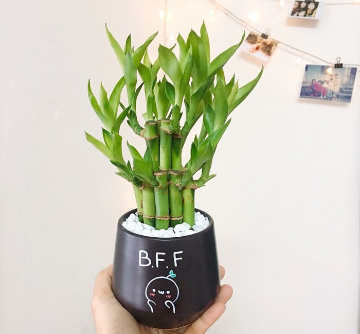 Hình ảnh cây phát lộc hút vượng khí