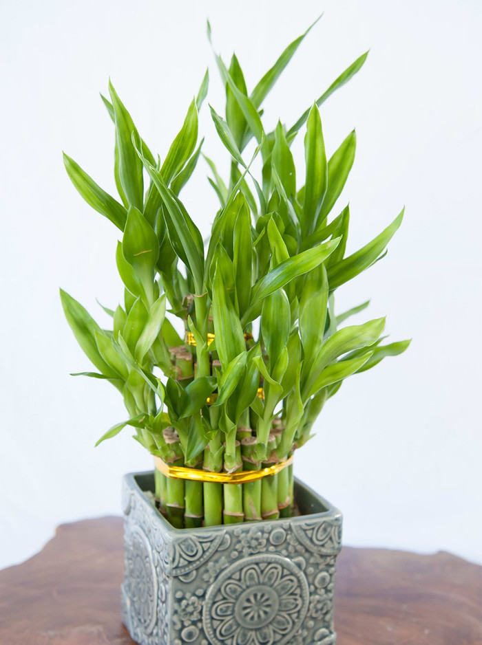 Cây phát lộc được trưng theo số nhánh để cầu bình an