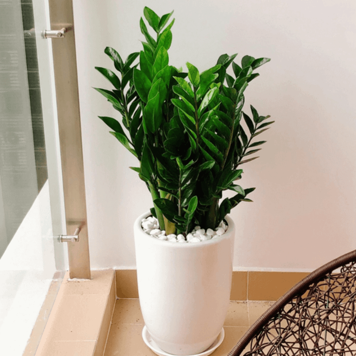 Cây kim tiền rất được ưa chuộng làm loại cây cảnh đặt trong nhà để hút may mắn, tài lộc