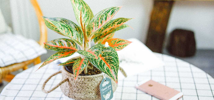 Cây thịnh vượng thu hút tiền tài, cuộc sống êm đềm, may mắn