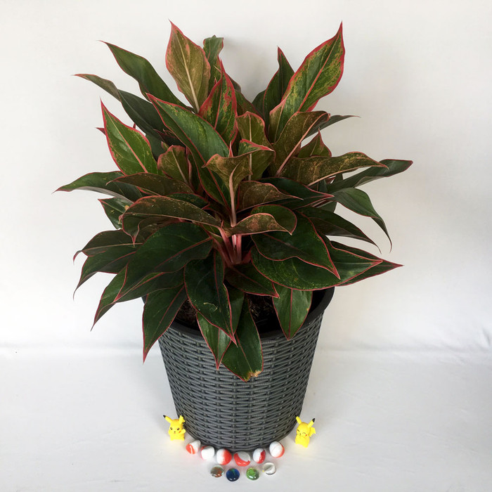 Cây thịnh vượng tượng trưng cho sức sống mãnh liệt và sự vươn lên không ngừng nghỉ trong cuộc sống