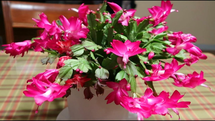 Lan càng cua có nhiều công dụng cho sức khỏe