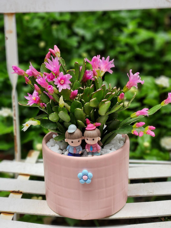 Lan càng cua còn được dùng làm cây cảnh văn phòng