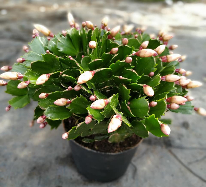 Lan càng cua có mức giá rất rẻ, lại dễ chăm, cực kỳ được chuộng