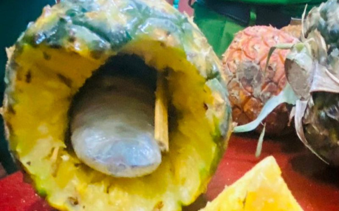 Bí mật bên trong quả dứa gai của nam thanh niên bị phanh phui Ảnh 2