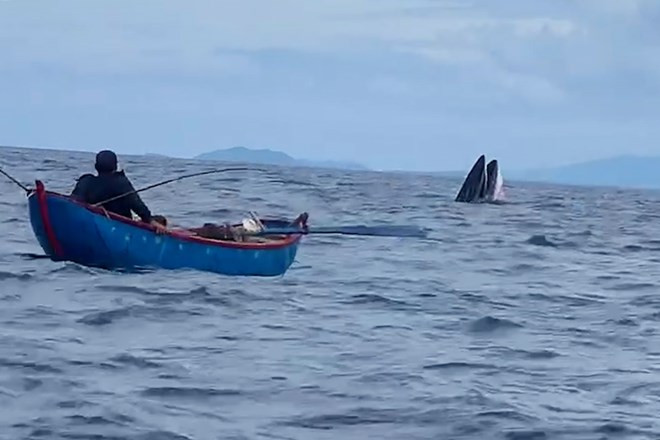Cá voi ngoi lên mặt nước khi đang săn mồi được ngư dân quay lại clip
