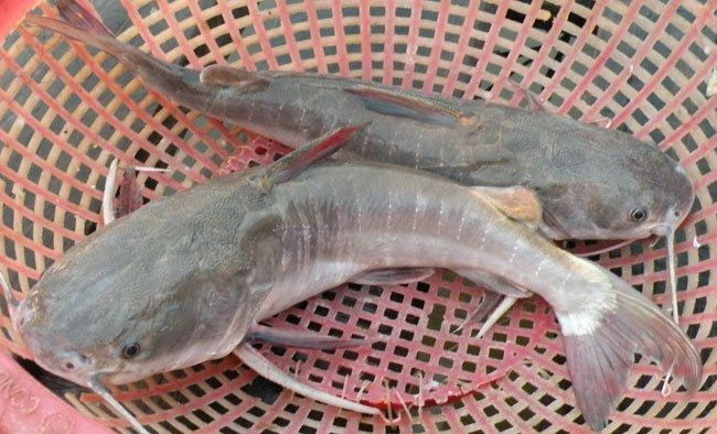 Người dân đầm Thị Tường không biết chính xác lý do vì sao lại gọi đây là cá vồ chó