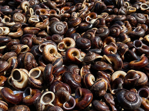 Ốc xu có hình dạng giống đồng xu, là đặc sản của Tây Ninh