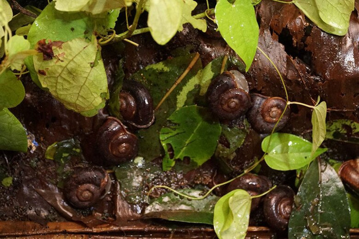 Ốc xu là loại ốc phổ biến trong hang đá núi Bà Đen