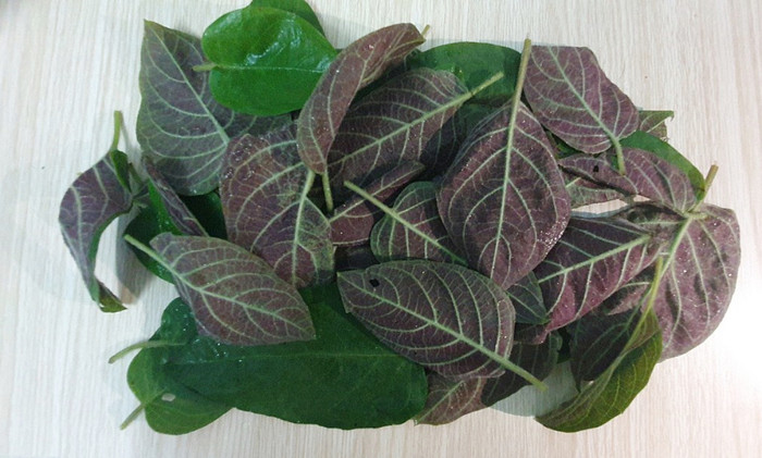 Lá mơ là loại lá mọc dại cực kỳ được ưa chuộng