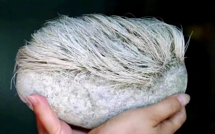 Sự thật tảng đá mọc tóc bạc như người được lão nông nhặt gây xôn xao Ảnh 2