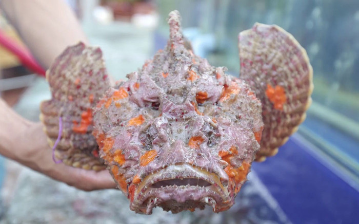 Đặc sản xấu xí khiến bao người kinh hãi được 'săn lùng' ráo riết, không phải ai cũng biết chỗ bán Ảnh 2