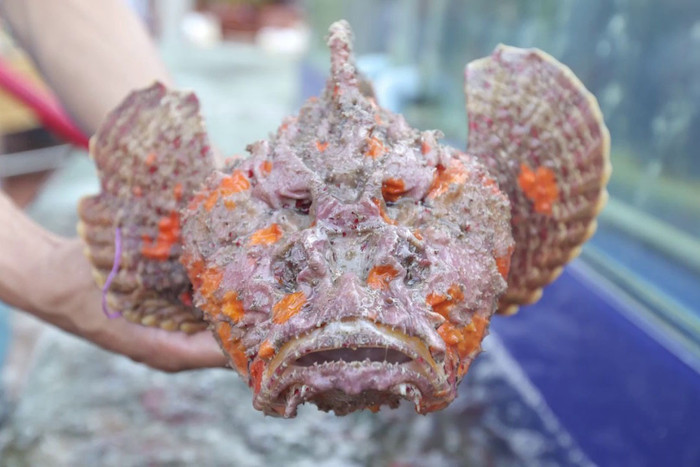 Cá mặt quỷ hiện được bán ở một số vựa hải sản