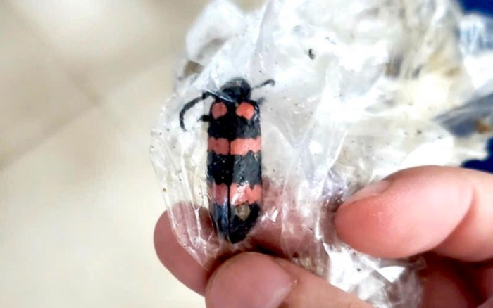 Ăn sâu ban miêu để tăng cường sinh lý, thanh niên tử vong do ngộ độc Ảnh 2