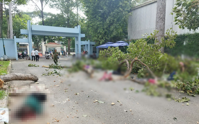 Cành cây rơi khiến 2 người đi tập thể dục trong công viên Tao Đàn tử vong Ảnh 2