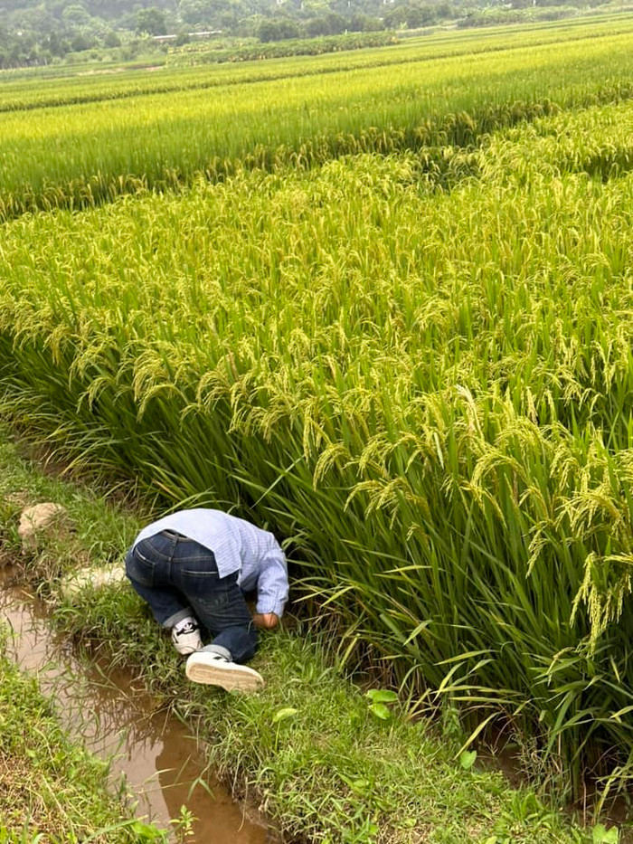 Hình ảnh anh nhiệt tình bắt cua ốc làm dân tình khoái chí.