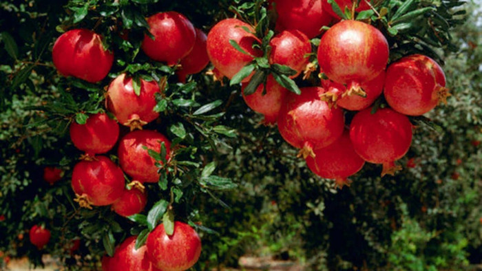 Theo phong thủy, trồng cây lựu trước nhà rất tốt