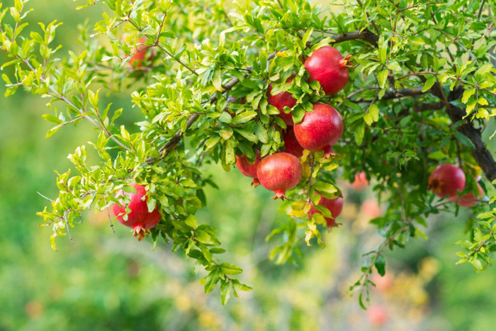 Cây lựu đỏ sai quả được dân gian tin rằng đem lại nhiều phúc phần, con cái