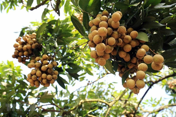 Nhãn mang nhiều ý nghĩa phong thủy và được dân gian lưu truyền rất nhiều công dụng