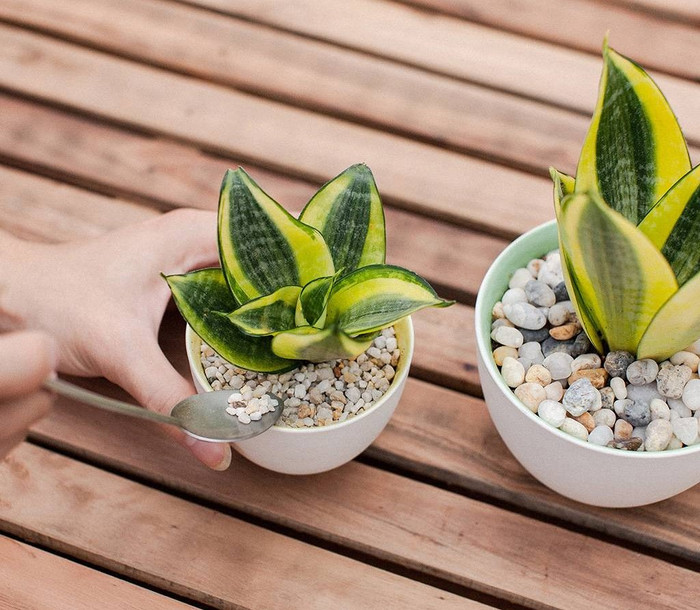 Cây lưỡi hổ là một loại cây phổ biến trong trang trí nhà cửa