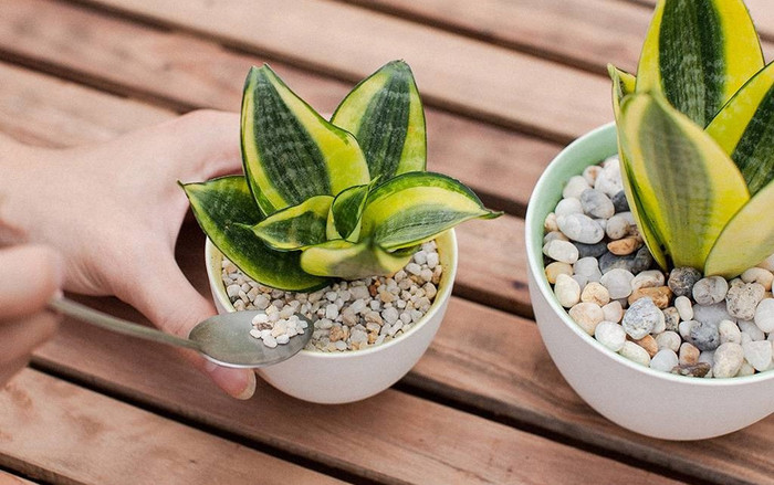 4 loại cây cây thu tài hút lộc, trồng trong nhà cả năm tiền vào như nước, chỉ từ 60.000 đồng/cây Ảnh 2