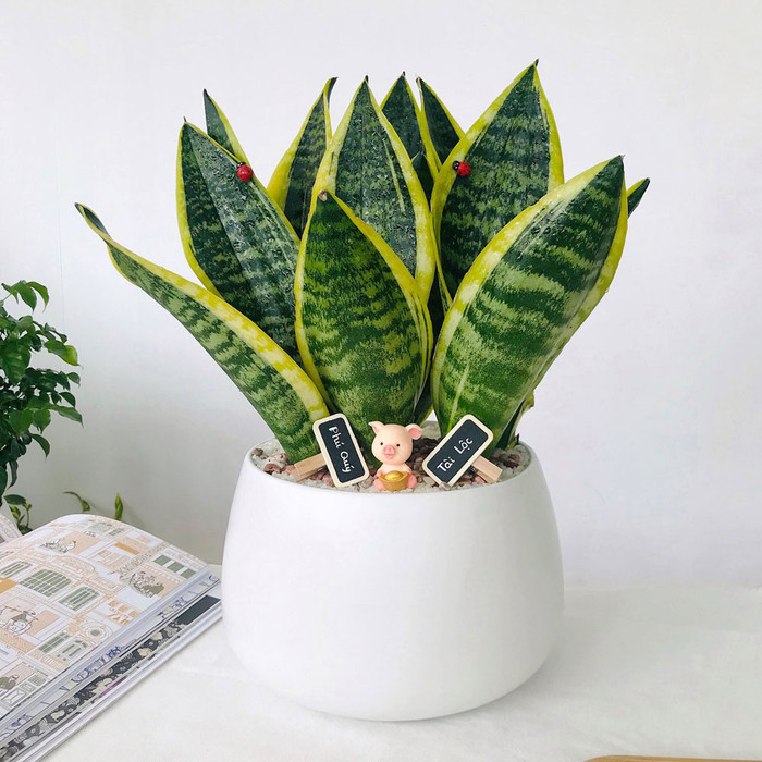Lưỡi hổ rất được chuộng cho các nhân viên văn phòng muốn trang trí bàn làm việc, giúp cầu may mắn, thăng tiến