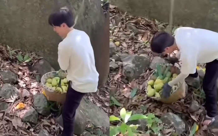 Nam ca sĩ Việt 'bỏ phố về quê' để làm công việc lượm xoài thuê? Ảnh 2