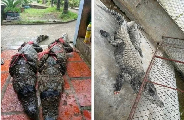 Chính quyền vừa phối hợp với lực lượng quân đội bắt giữ thành công 2 cá thể cá sấu bị sổng chuồng ra ngoài.