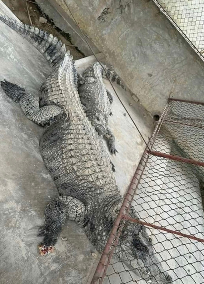 Hai con cá sấu này đang được tạm giữ tại khu vực an toàn, đảm bảo không gây nguy hiểm cho cộng đồng.