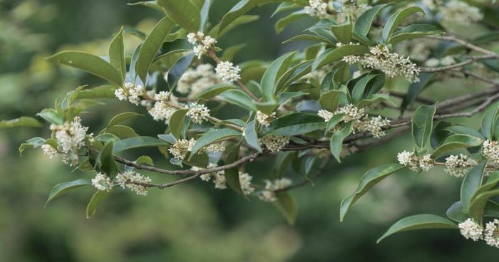 Hoa mộc hương có mùi thơm dịu nhẹ, ngoài ra còn có nhiều công dụng