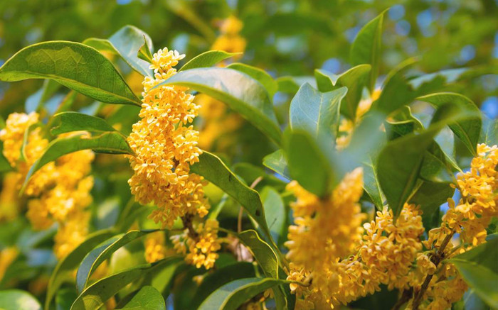 Trồng 2 cây này trước nhà, vượng tài như nước, quanh năm đếm tiền mỏi tay, chỉ từ 500.000 đồng/cây Ảnh 2