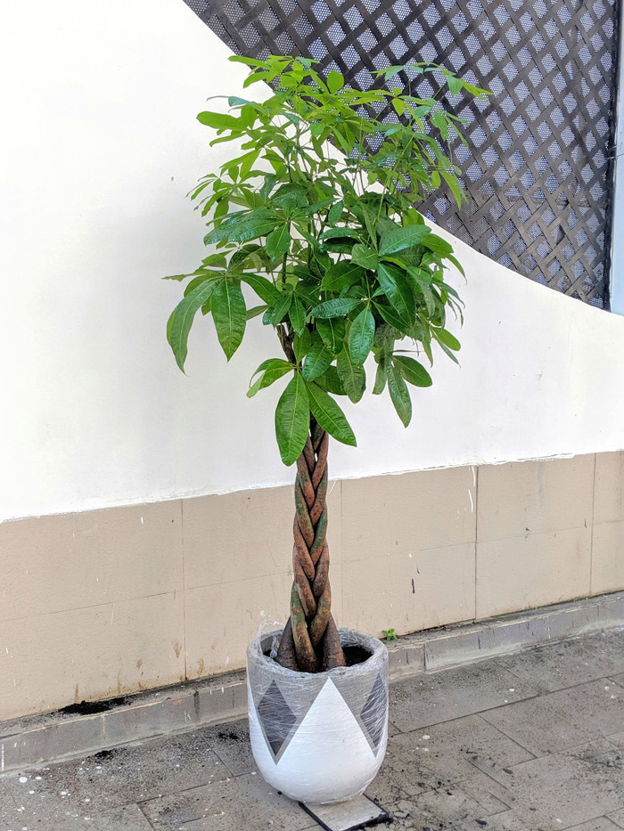 Cây kim ngân cực kỳ được ưa chuộng trong trang trí nhà cửa.