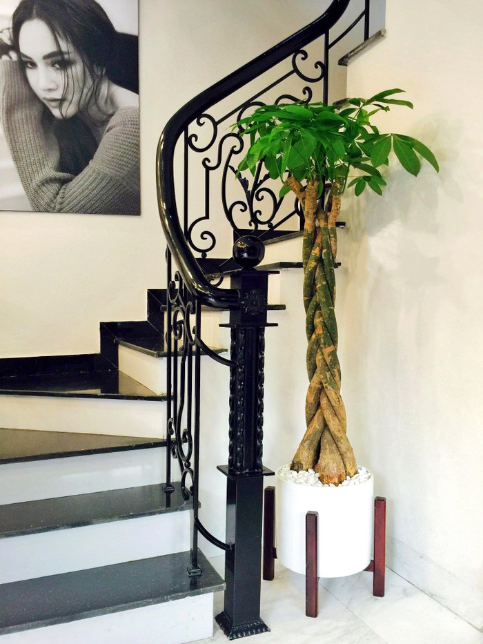 Cây kim ngân ngoài mang ý nghĩa phong thủy còn thanh lọc không khí cực kỳ tốt