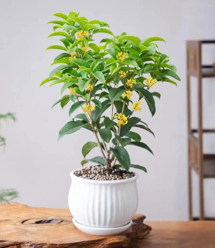 Mộc hương vừa tốt trong phong thủy nhà ở vừa là bài thuốc quý