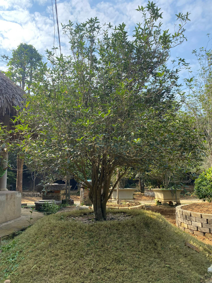 Mộc hương được chuộng trồng trong sân nhà vì vừa làm thuốc vừa mang ý nghĩa phong thủy