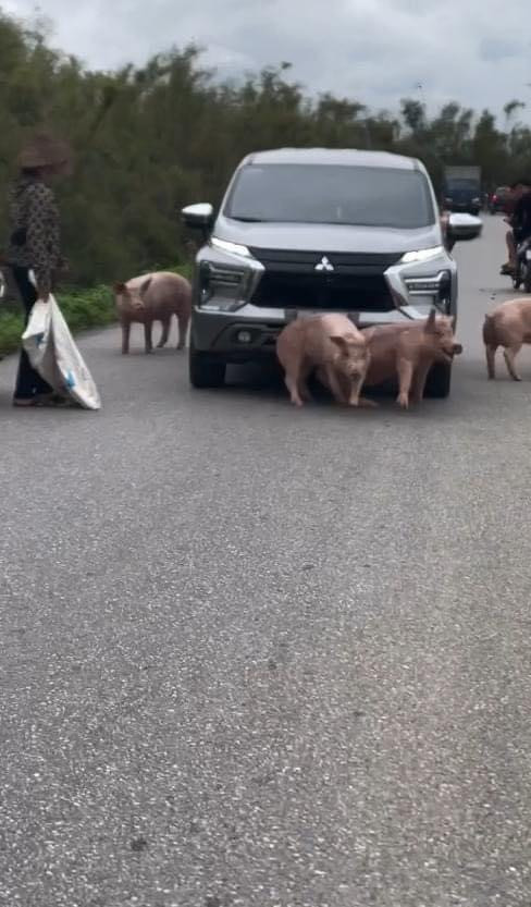 Sau khi đoạn video được đăng tải, nhiều người dùng mạng xã hội đã bày tỏ sự phẫn nộ trước hành động của tài xế.